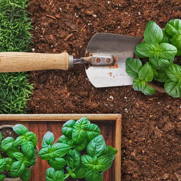 Basil being planted in peat moss mixture in garden