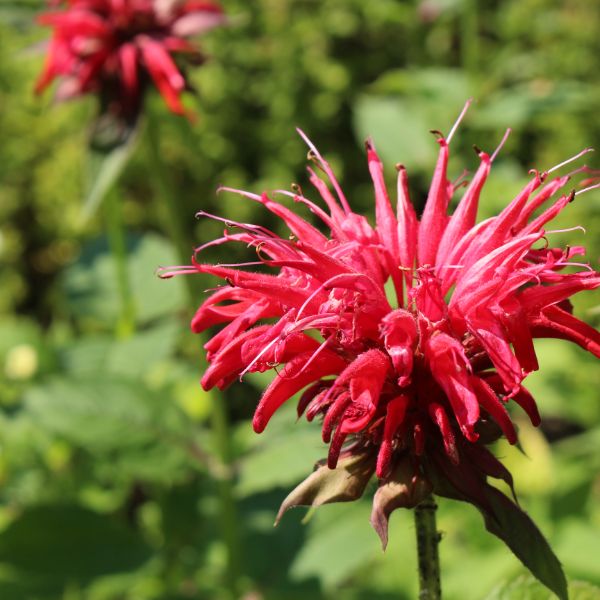 Bee balm close-up growing in the field.