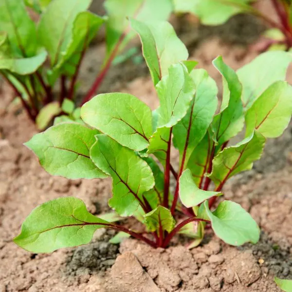 Beets growing in a field