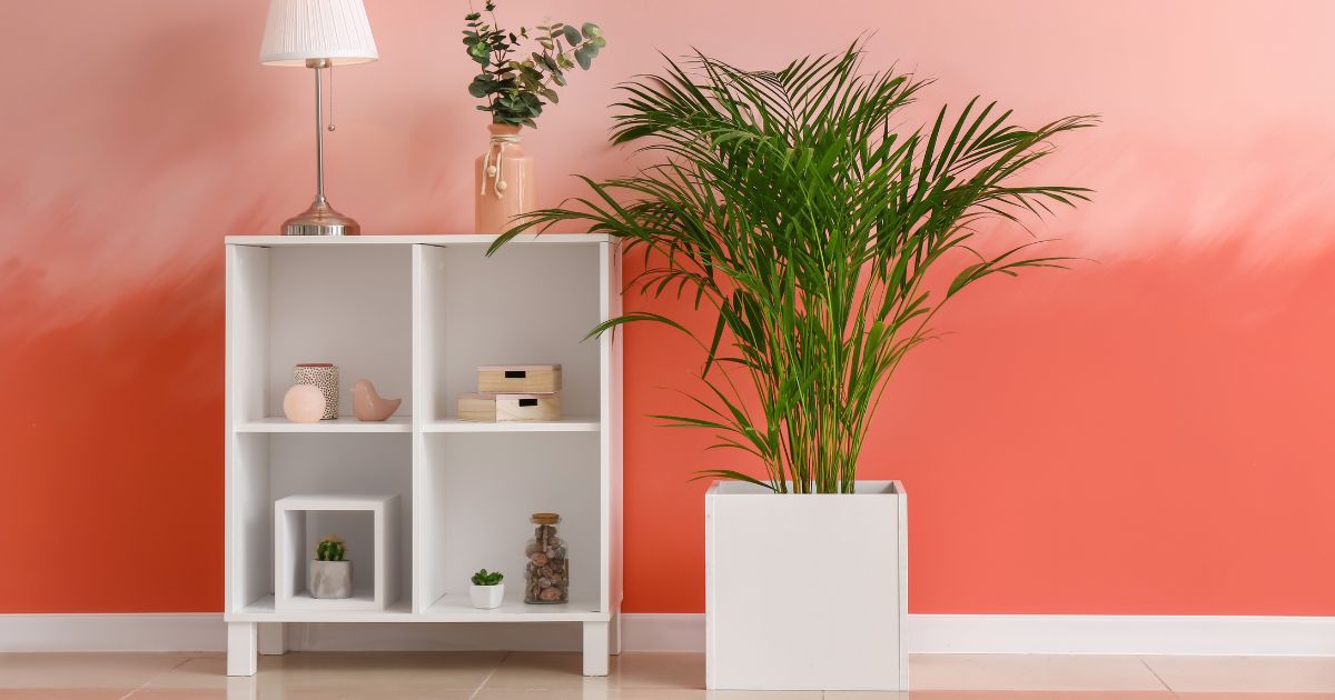 Best Indoor Plants To Clean Air