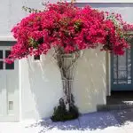 Bougainvillea grown up a lattice on a white house