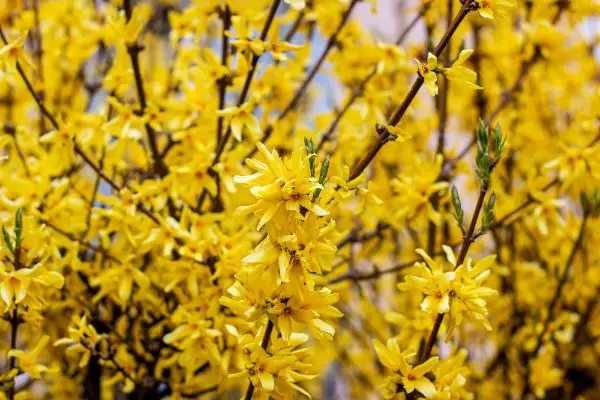 Bright yellow Forsythia bush flowers in the garden in spring season.