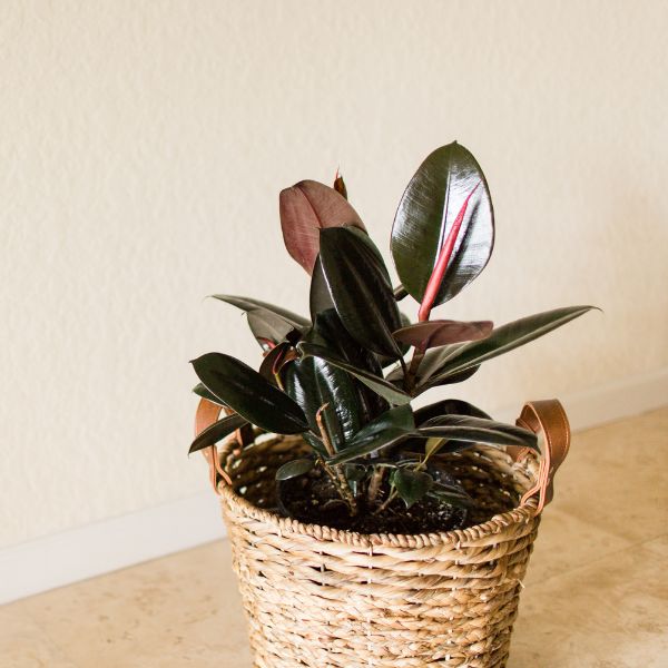 Burgundy Ficus Rubber plant in a whicher basket with leather handles