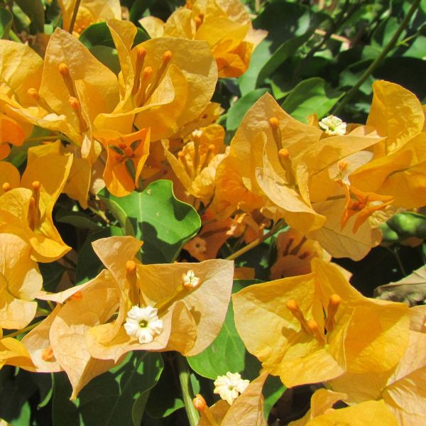 California Gold bougainvillea plant close-up.