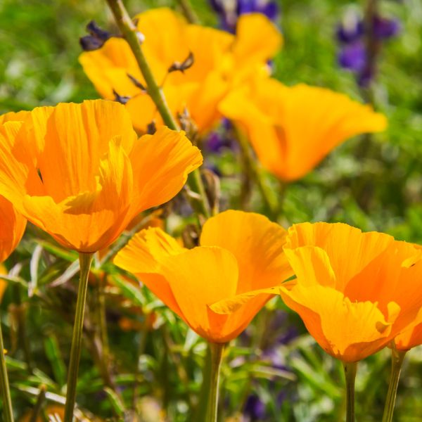 California poppies growing in the field.