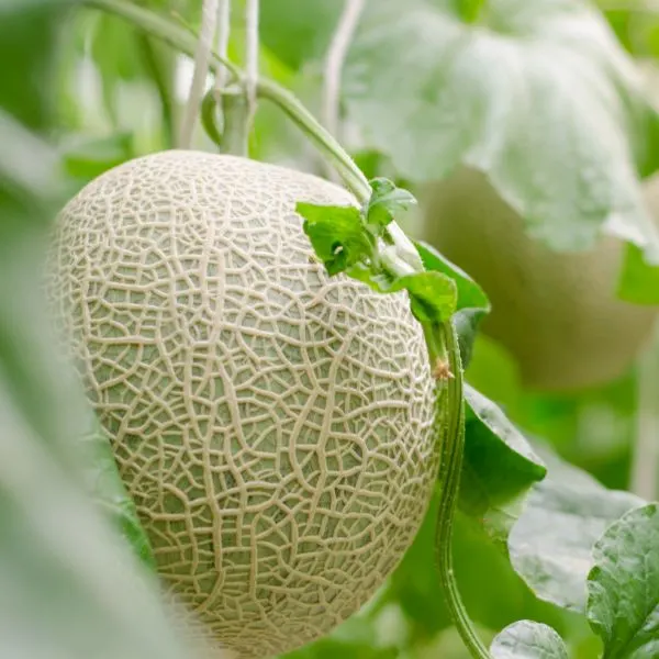 Cantaloupe growing in the field.