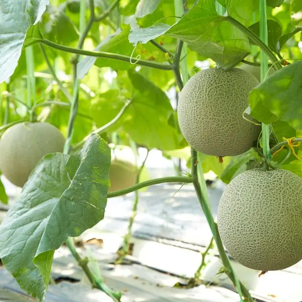 Cantaloupes hanging from vines in vertical garden