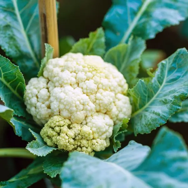 Cauliflower growing in a field with a stake behind it