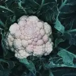 Cauliflower growing in a garden (brassica family).