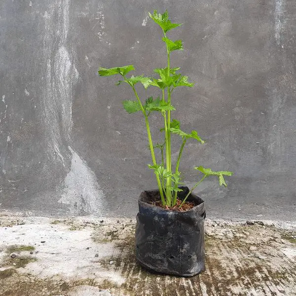 Celery planted in a black polybag