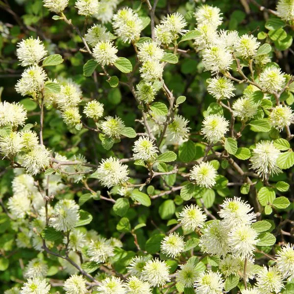 Close up of Fothergilla flowering bush