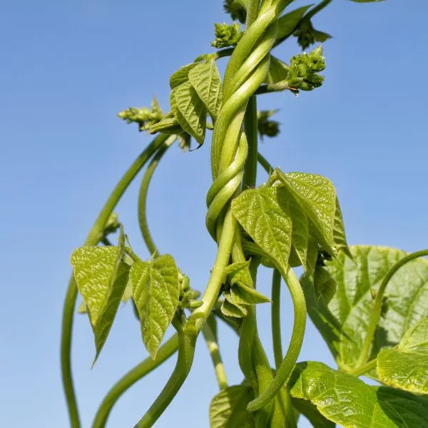Close up of a common bean stalk (Phaseolus vulgaris) with a blue sky in the background