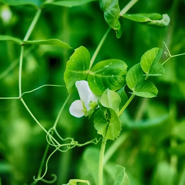 Close up of a flowering Pea plant