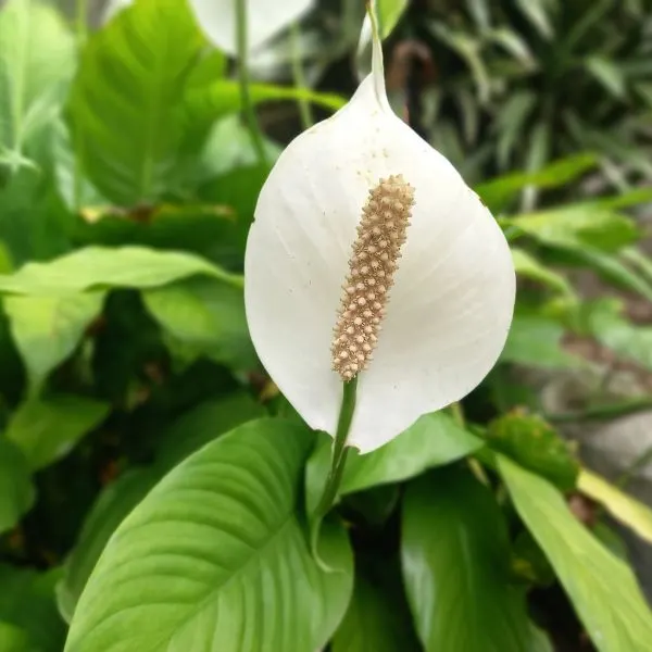 Close up of a single Peace Lily flower