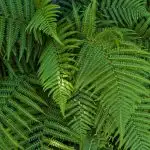 Close up of green boston fern leaves