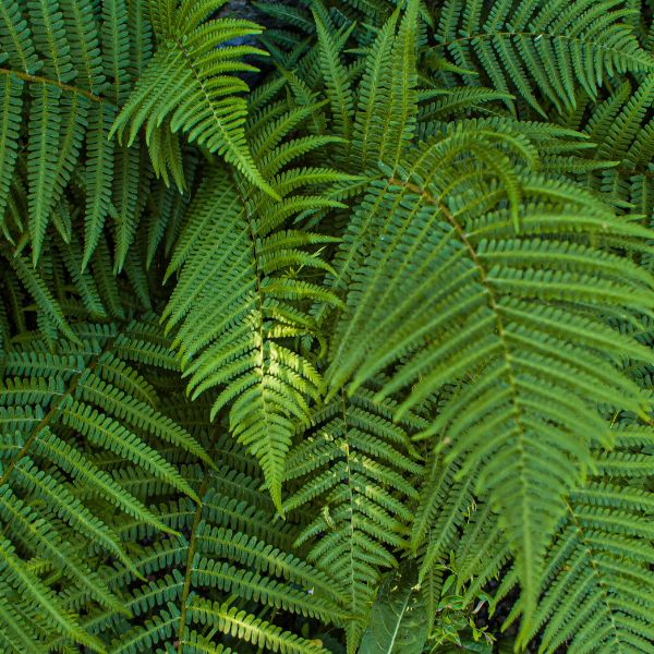 Close up of green boston fern leaves