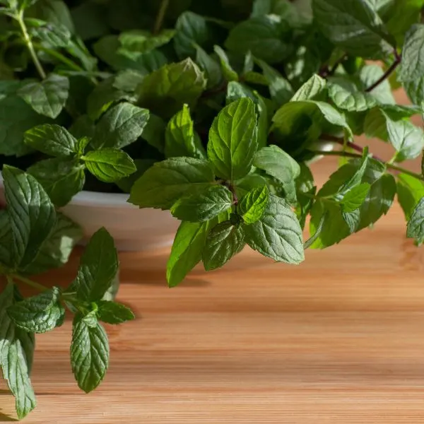 Close up of peppermint plant in white pot on table