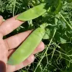 Close up of person holding snow peas