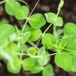 Close up of snow pea sprouts