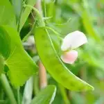 Close up of snow peas on plant