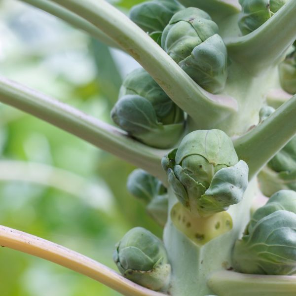 Close up of stem of Brussel Sprouts