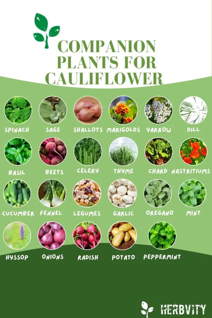 Infographic companion plants for Cauliflower