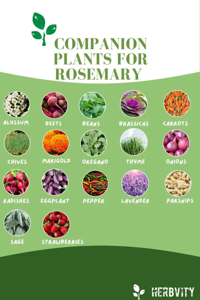 Infographic for companion plants for rosemary