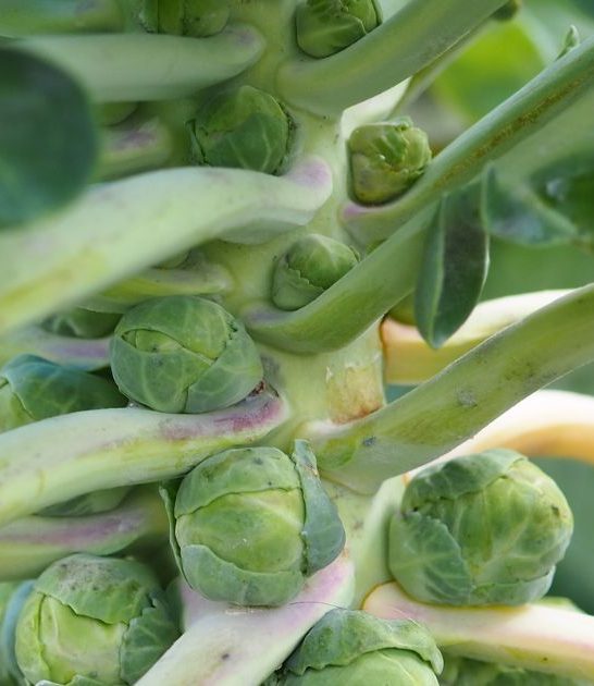 Companion plants for Brussel Sprouts