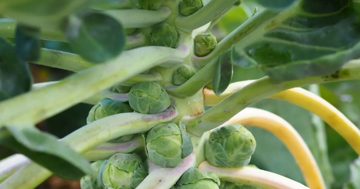 Companion plants for Brussel Sprouts