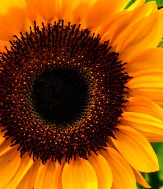 Companion plants for Sunflowers