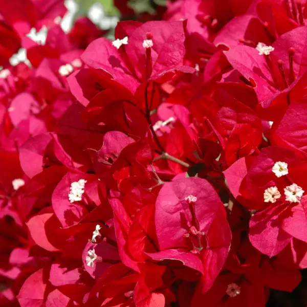 Crimson Red bougainvillea close-up.
