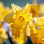 Daffodil plant close-up.