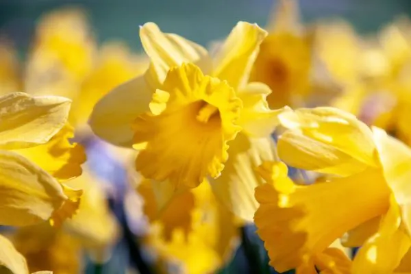Daffodil plant close-up.