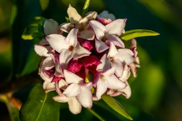 Daphne plant close-up.