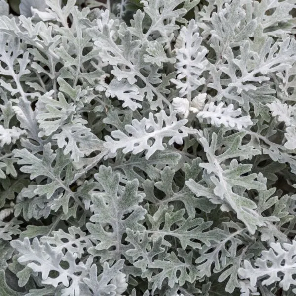 Dusty Miller close-up.