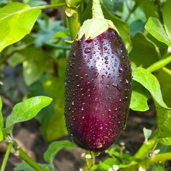 Eggplant growing in a garden (nightshade family).