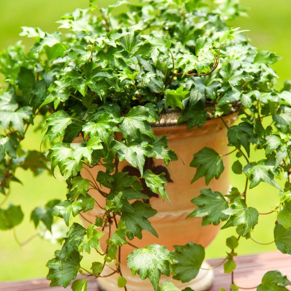English Ivy in a planter on the banister of a deck