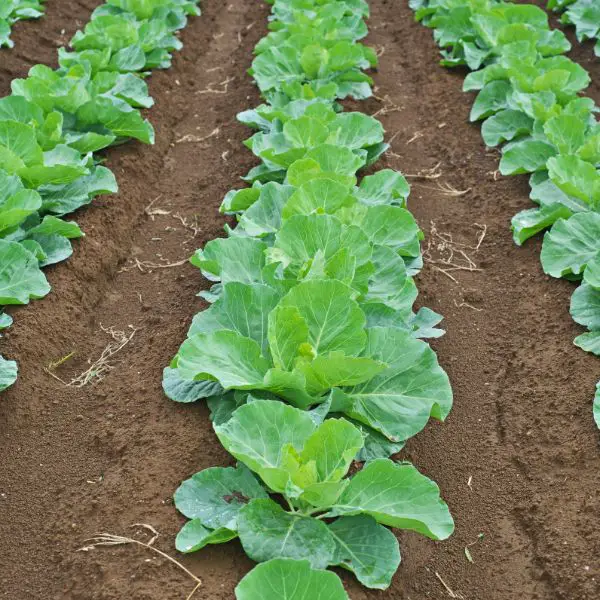 Field of cabbage