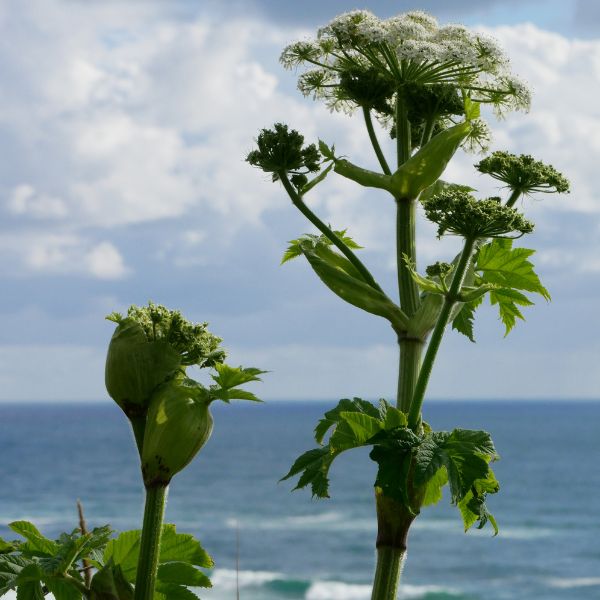 Flower of Cow parsnip growing with ocean view in background