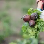 Fresh beets being picked up.