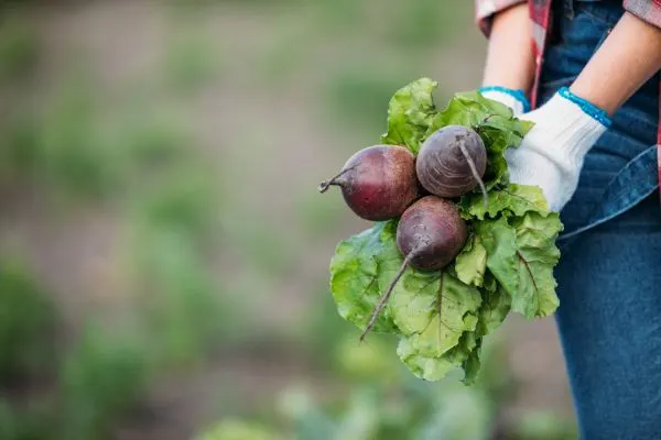 Fresh beets being picked up.