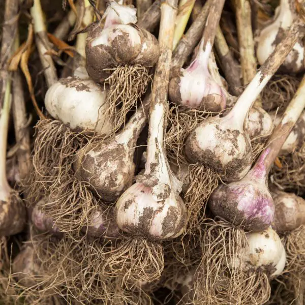 Fresh garlic close-up.