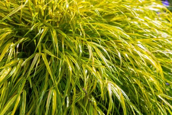 Hakone grass growing in a garden on sunny summer day.