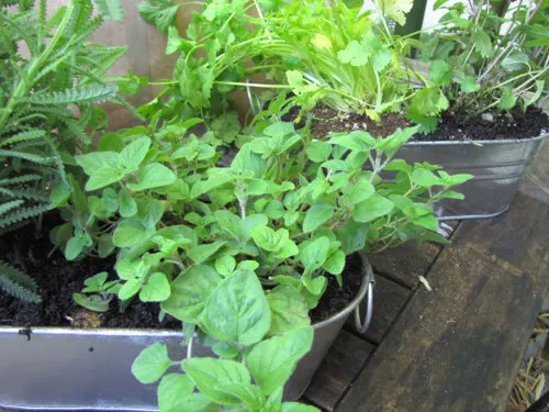 Herbs planted in the hanging tins