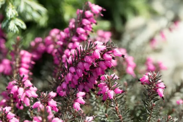 Heather plant growing in the field.