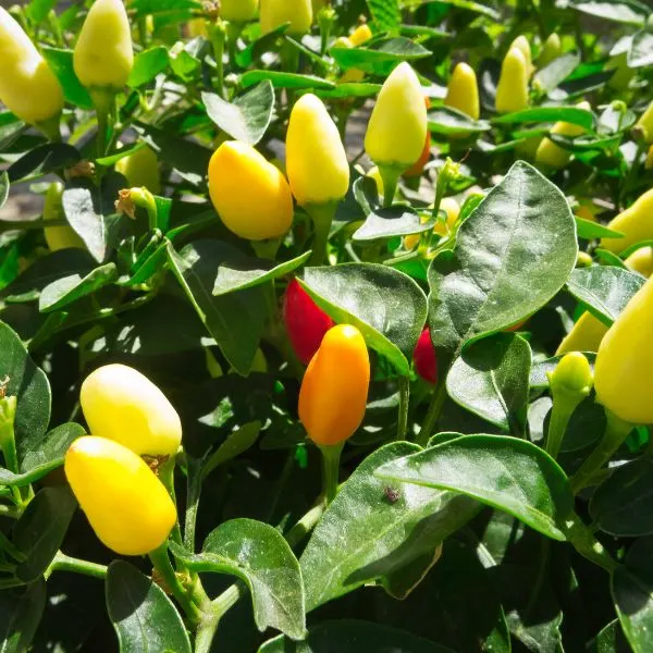Hot peppers growing in sunny field
