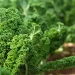 Kale growing in a garden.