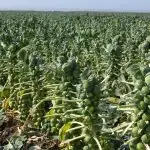 Large field of Brussel sprouts