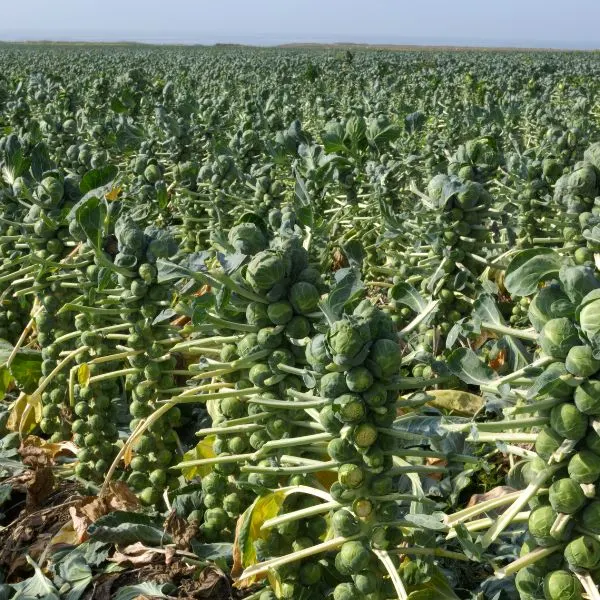 Large field of Brussel sprouts