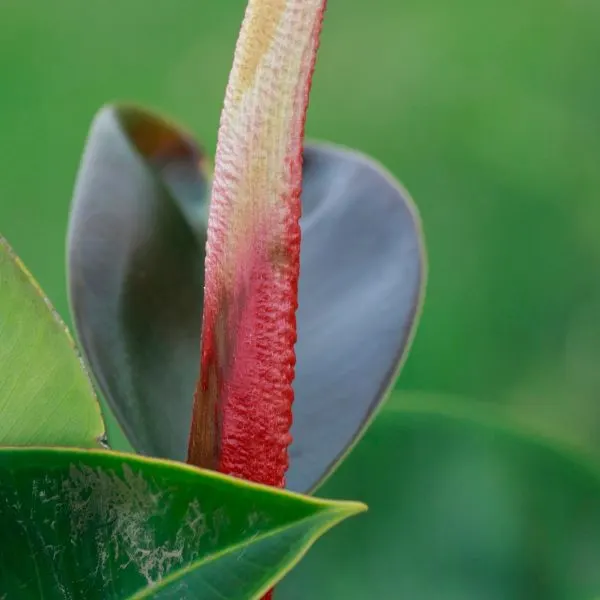 Leaf of a Fikus ali plant